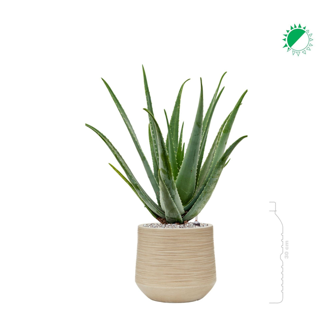 Aloe Vera Baq Dune26 PLANTES ET POTS DE BUREAUX
