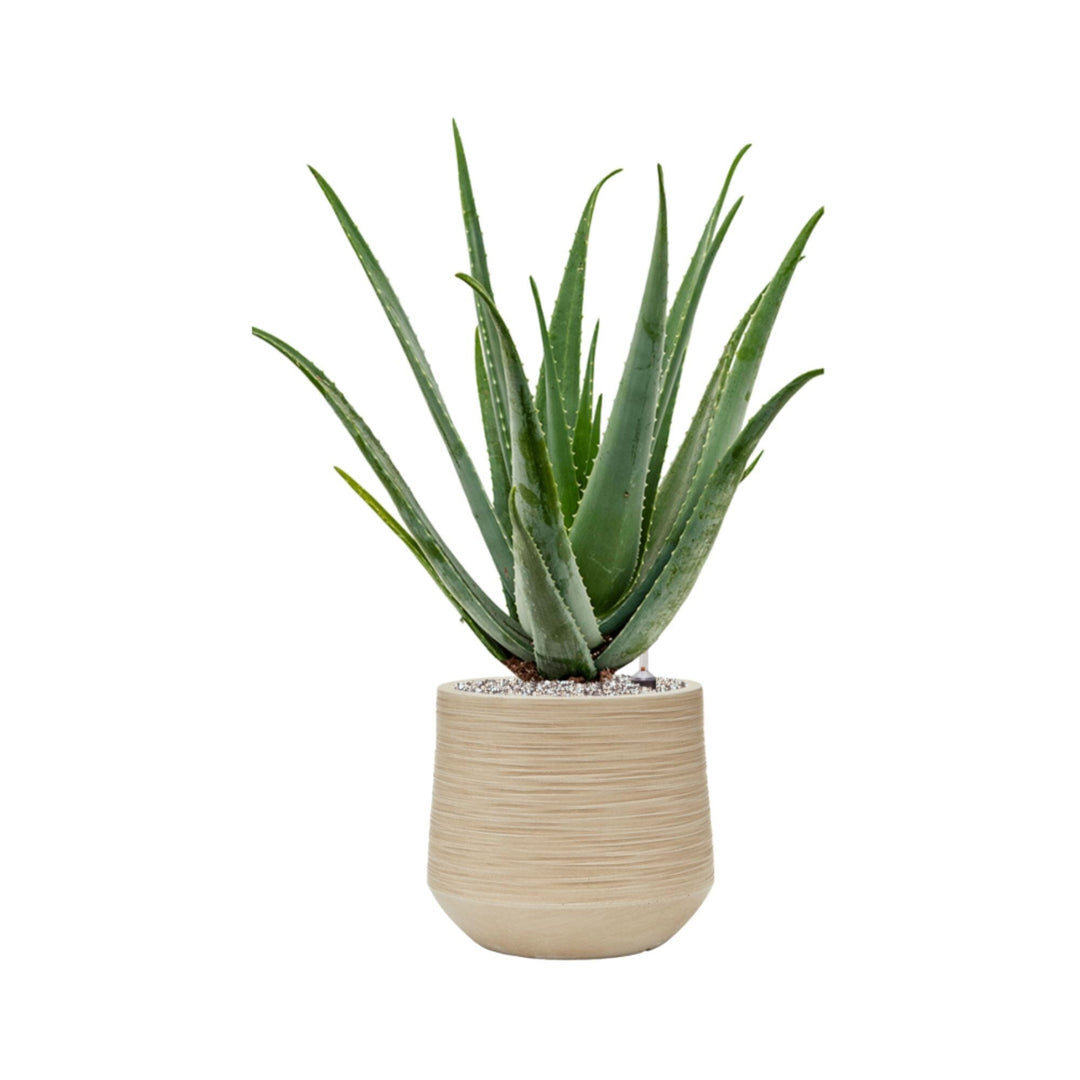 Aloe Vera Baq Dune26 PLANTES ET POTS DE BUREAUX Location/Entretien (HT/mois) Beige