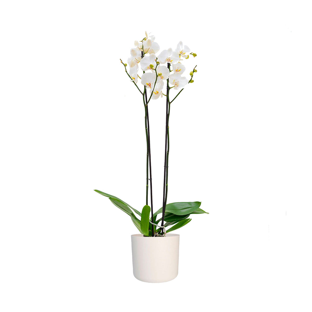 Orchidée Accueil PLANTES ET POTS DE BUREAUX Location/Entretien (HT/mois) Blanc