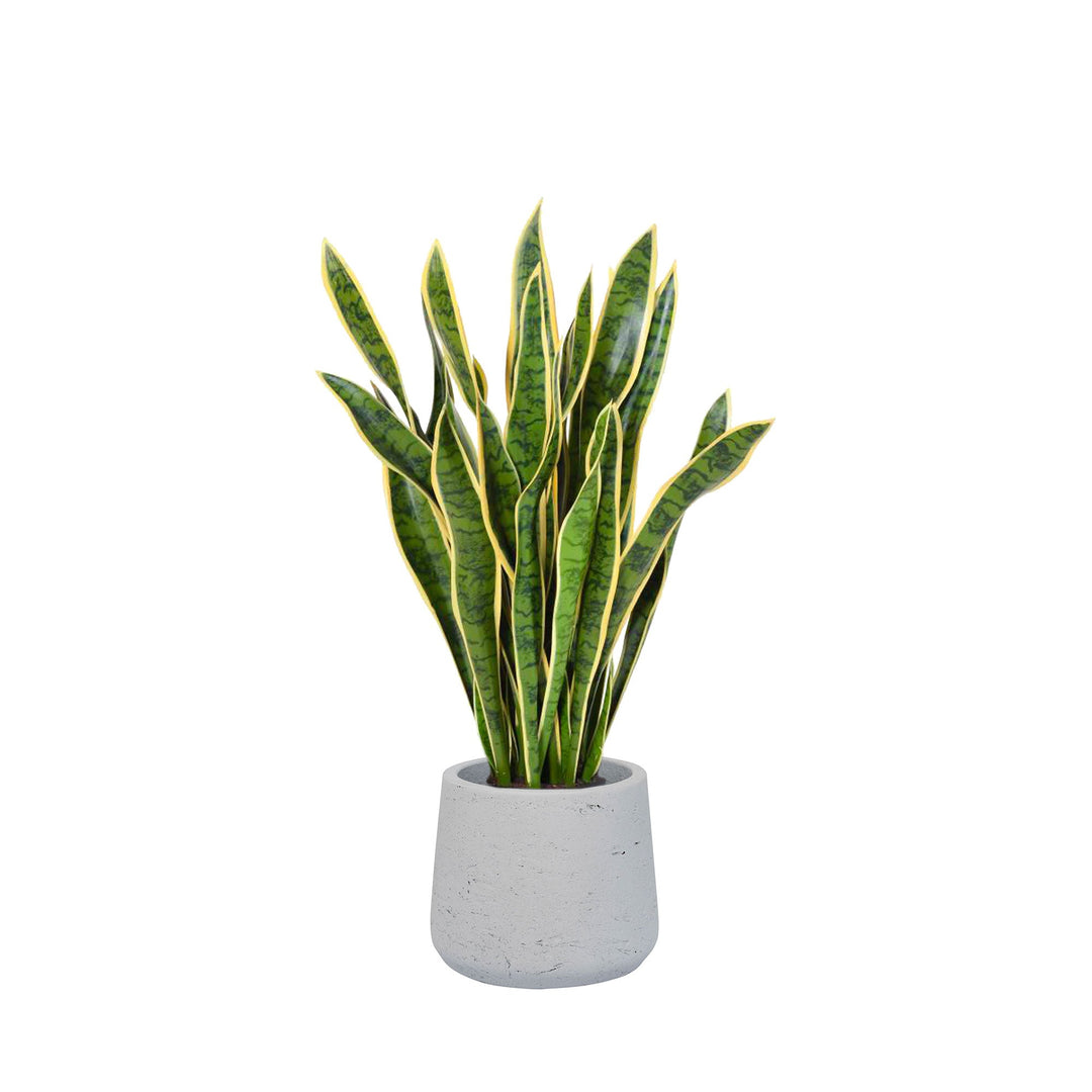 Sansevieria Rough Patt34 PLANTES ARTIFICIELLES Location/Entretien (HT/mois) Blanc