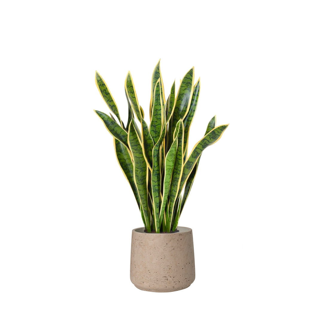Sansevieria Rough Patt34 PLANTES ARTIFICIELLES Location/Entretien (HT/mois) Gris