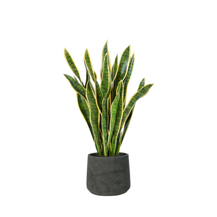 Sansevieria Rough Patt34 PLANTES ARTIFICIELLES Location/Entretien (HT/mois) Noir