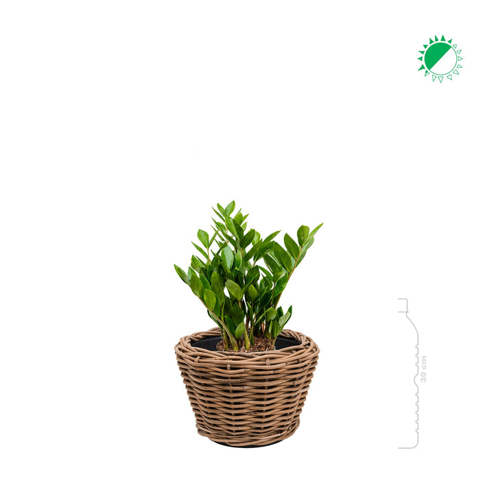 Zamioculcas Osier27 PLANTES ET POTS DE BUREAUX