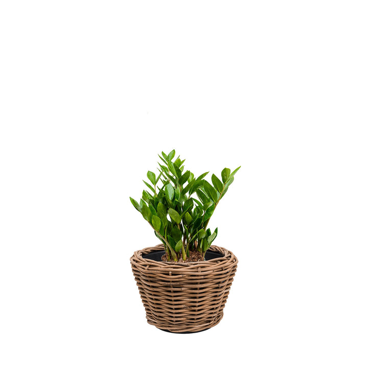 Zamioculcas Osier27 PLANTES ET POTS DE BUREAUX Naturel