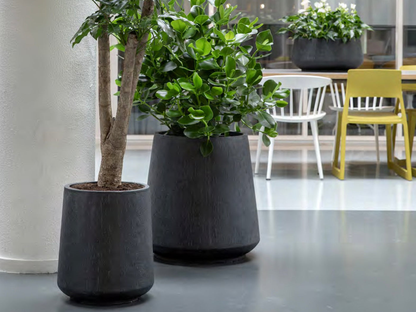 COLLECTION DE PLANTES ET DE POTS "MINIMAL"