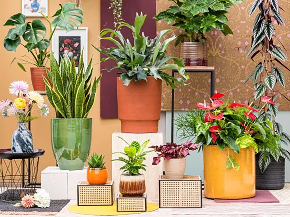 COLLECTION DE PLANTES ET DE POTS "OPTIMISTE"