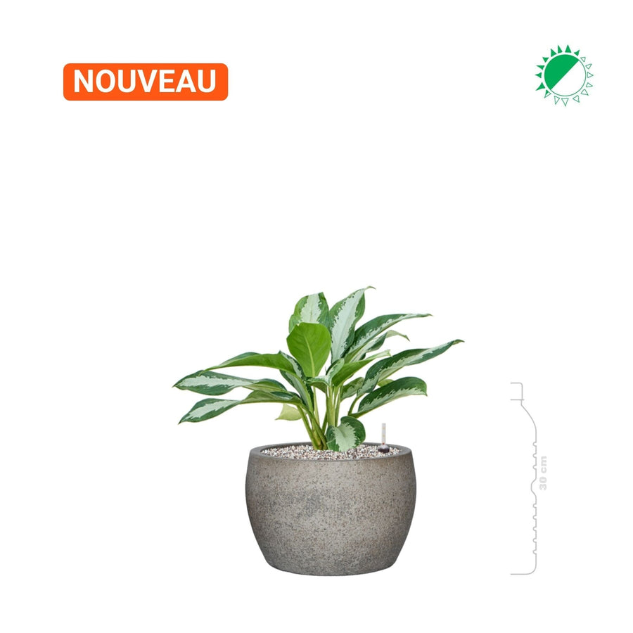 Aglaonema 'Diamond Bay' Cement Stone Maggy21 PLANTES ET POTS DE BUREAUX 