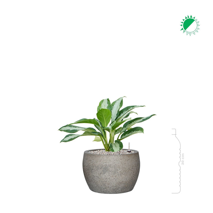 Aglaonema 'Diamond Bay' Cement Stone Maggy21 PLANTES ET POTS DE BUREAUX 