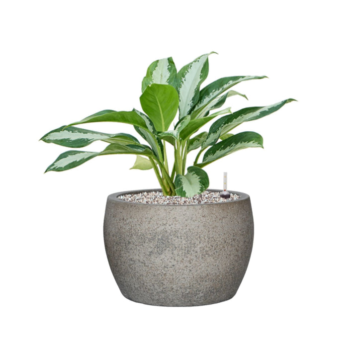 Aglaonema 'Diamond Bay' Cement Stone Maggy21 PLANTES ET POTS DE BUREAUX Gris Location/entretien (HT/mois) 