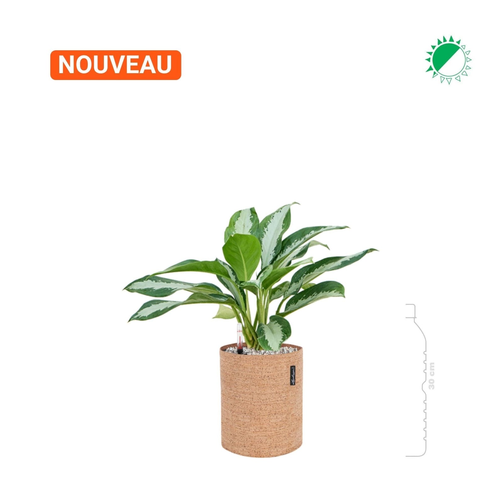 Aglaonema 'Diamond Bay' Lechuza Trendcover 23 Cork PLANTES ET POTS DE BUREAUX 