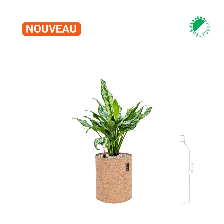 Aglaonema 'Miss Juliette' Lechuza Trendcover 23 Cork PLANTES ET POTS DE BUREAUX 