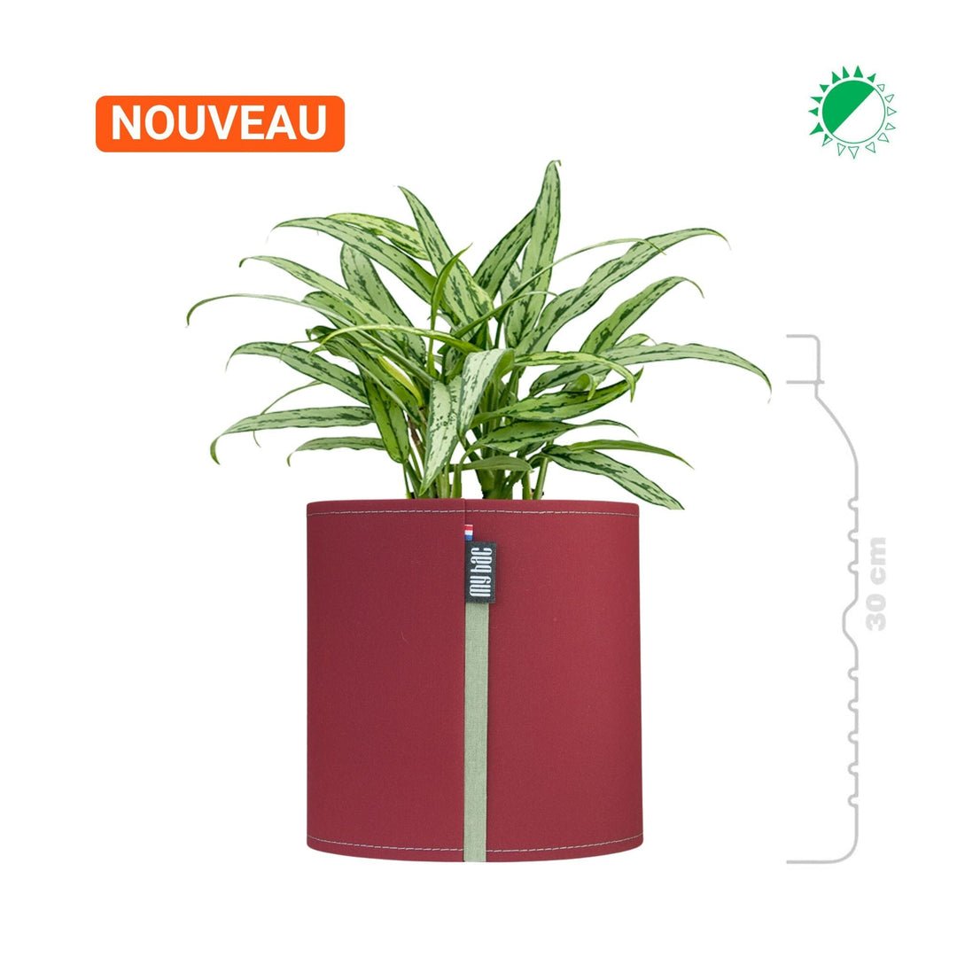 Aglaonema MyBac 21 PLANTES ET POTS DE BUREAUX Bordeaux Location/entretien (HT/mois) 