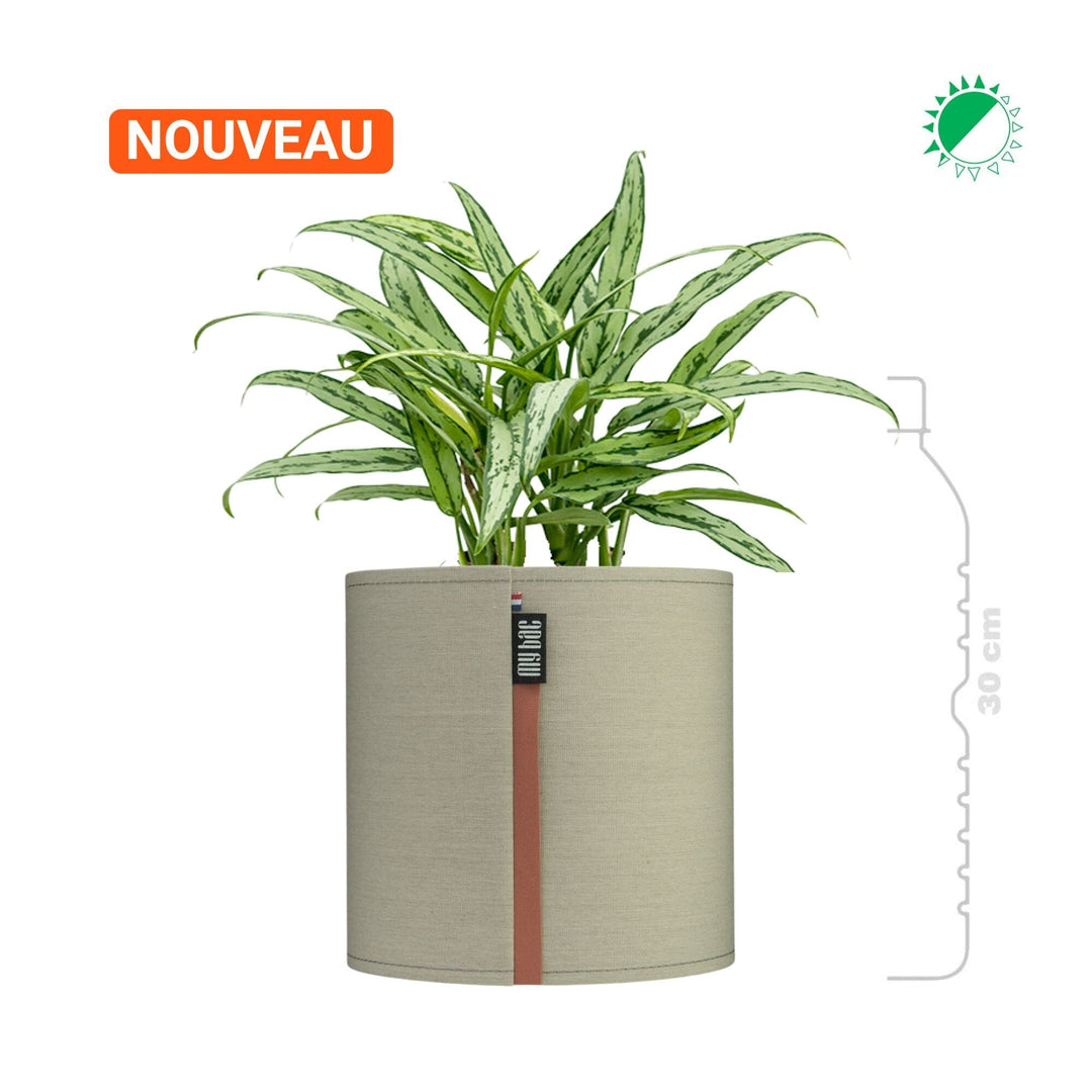 Aglaonema MyBac 21 PLANTES ET POTS DE BUREAUX Naturel Location/entretien (HT/mois) 