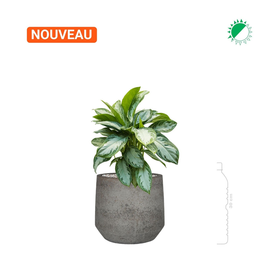 Aglaonema 'Silver Bay' Cement Stone Harith28 PLANTES ET POTS DE BUREAUX 