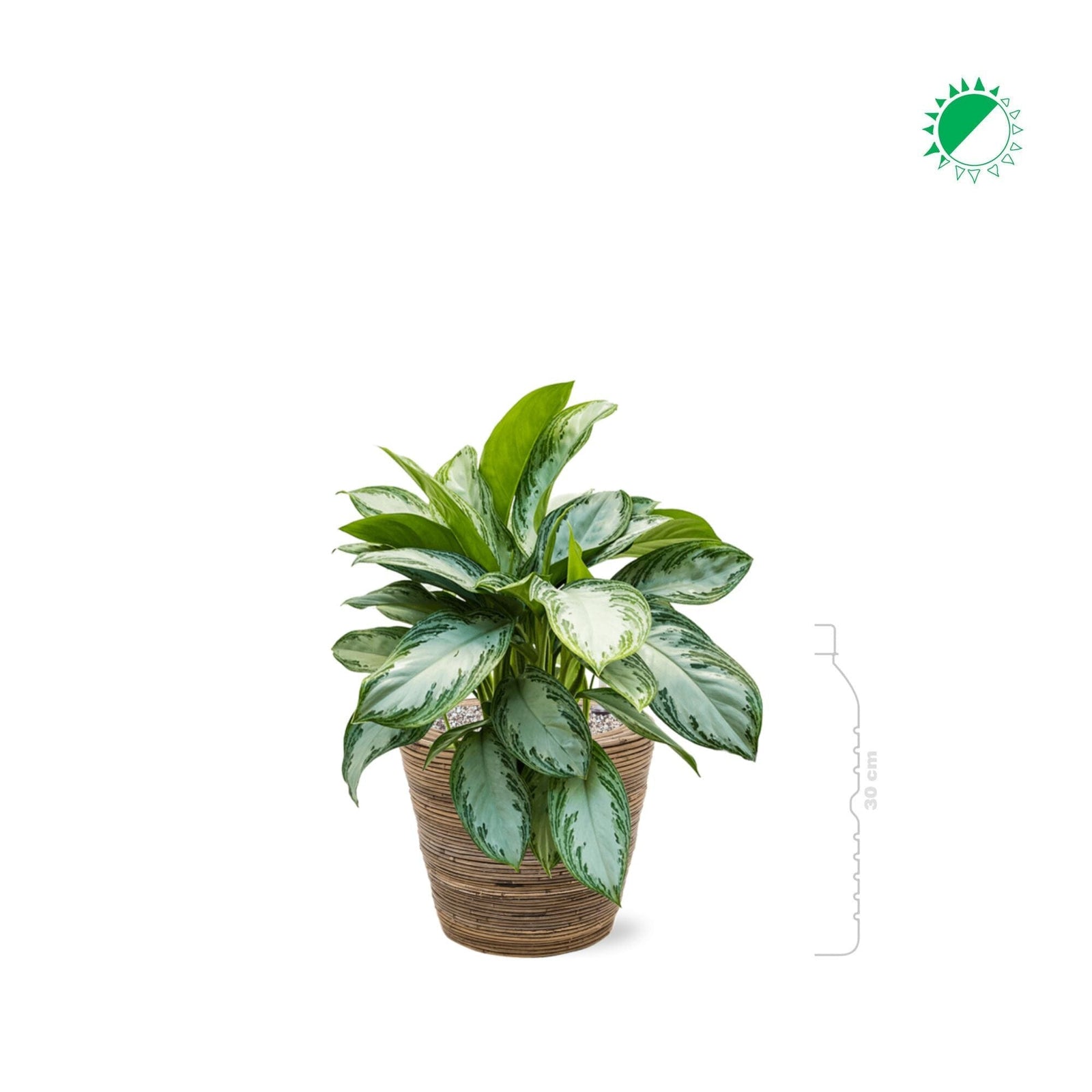 Aglaonema dans pot osier stripe