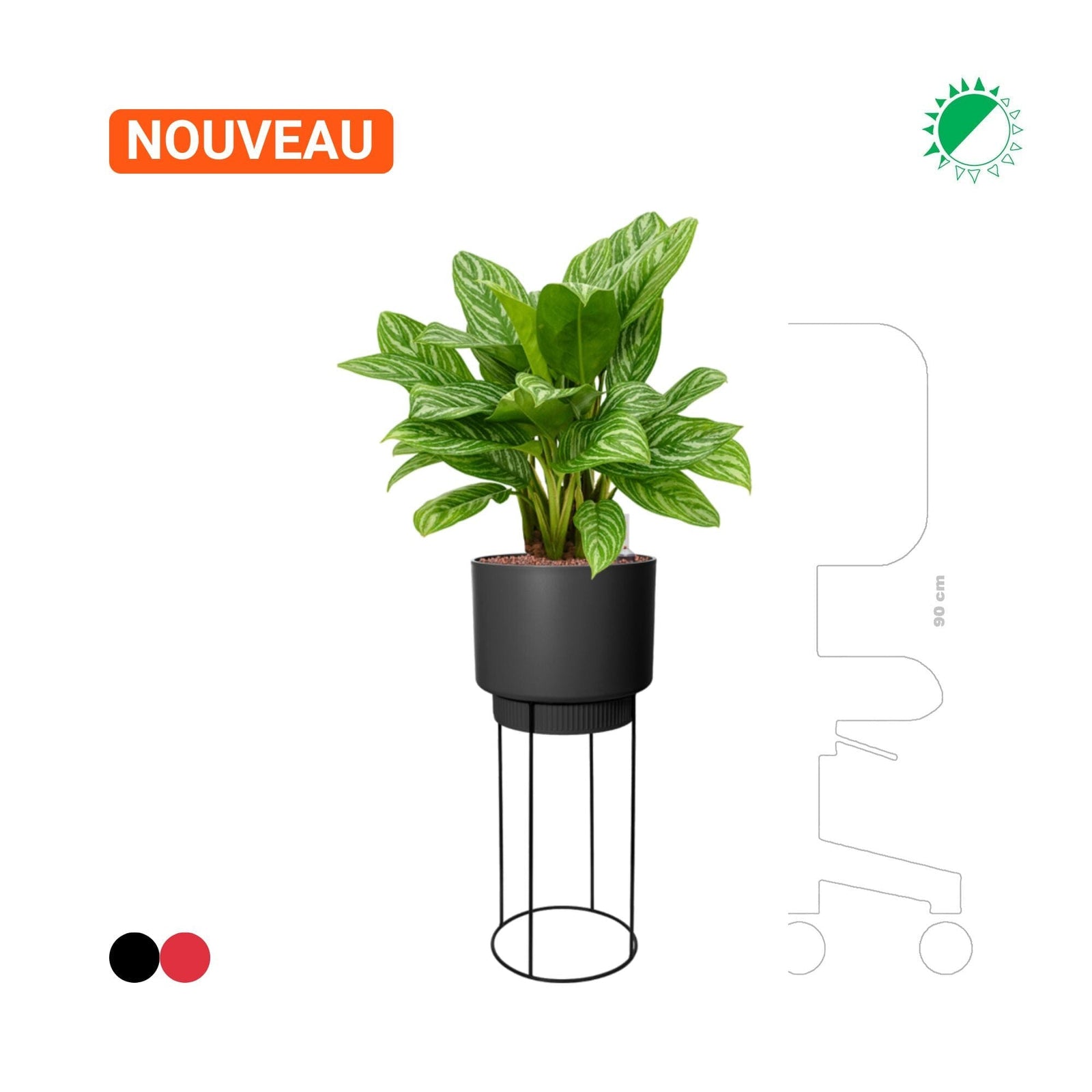 Aglaonema 'Stripes' en B. For Studio PLANTES ET POTS DE BUREAUX 