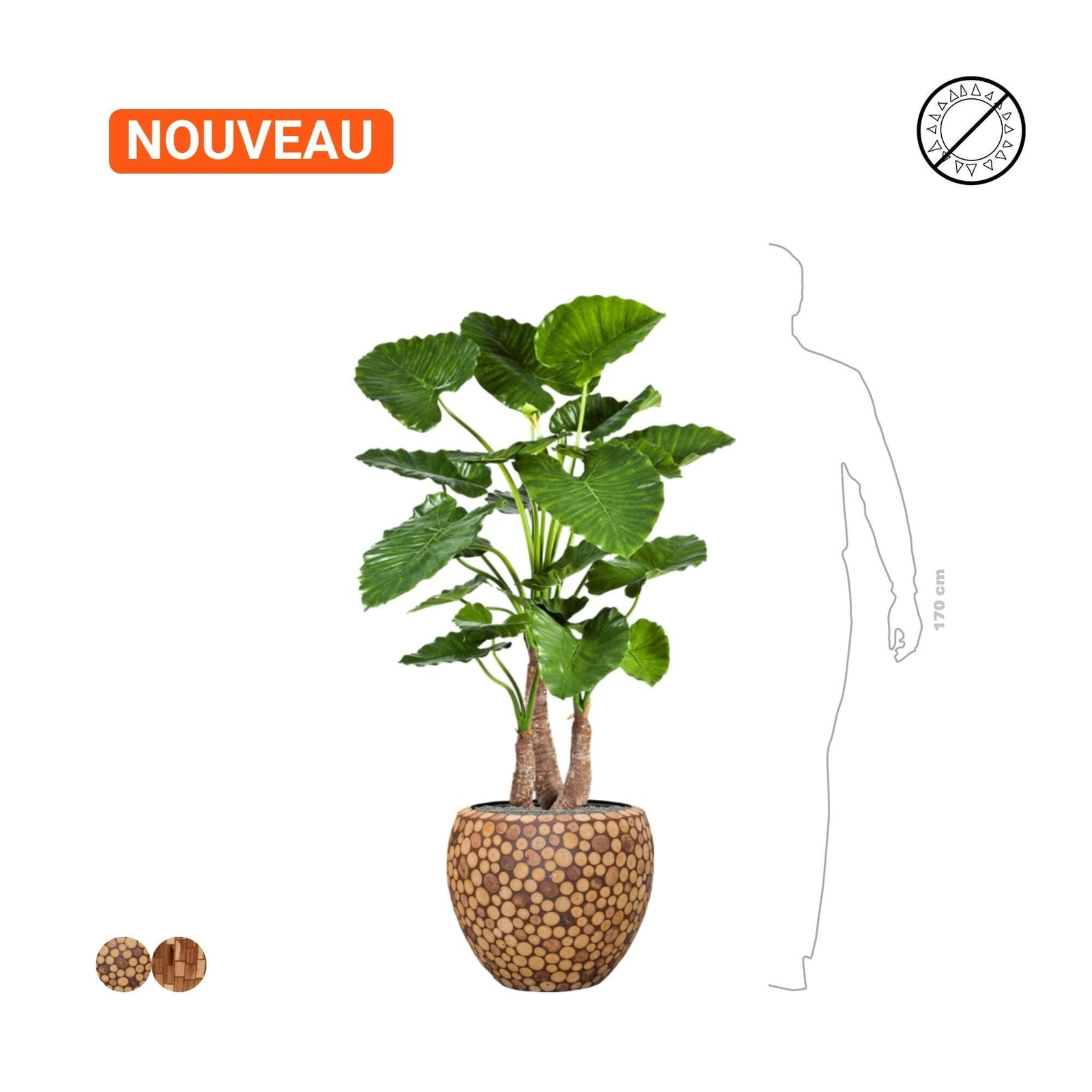 Alocasia Baq Facets45 PLANTES ET POTS DE BUREAUX 