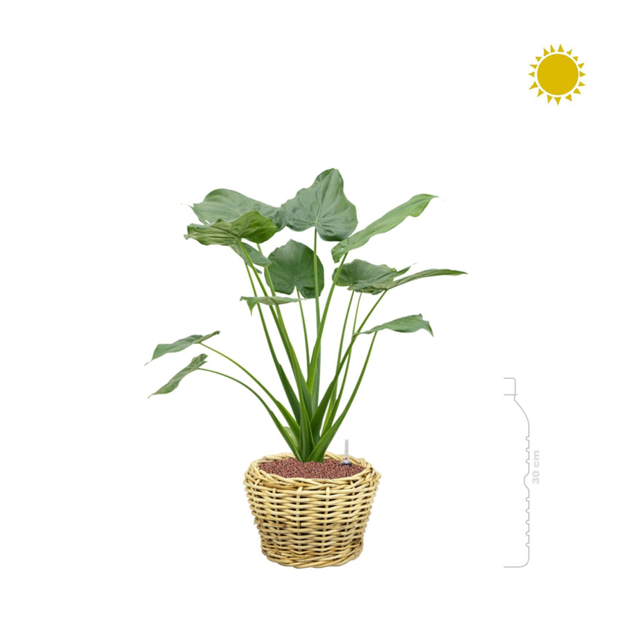 Alocasia cucullata osier rattan32 PLANTES ET POTS DE BUREAUX 