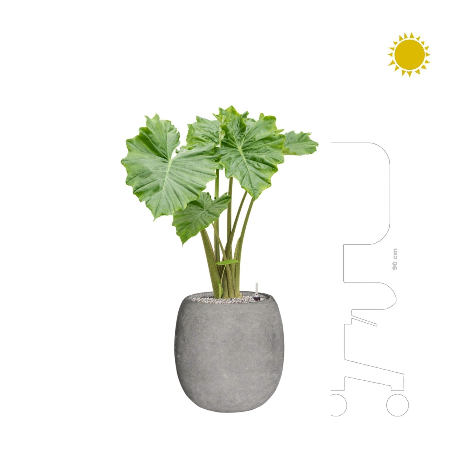 Alocasia portodora dans un pot polystone gris