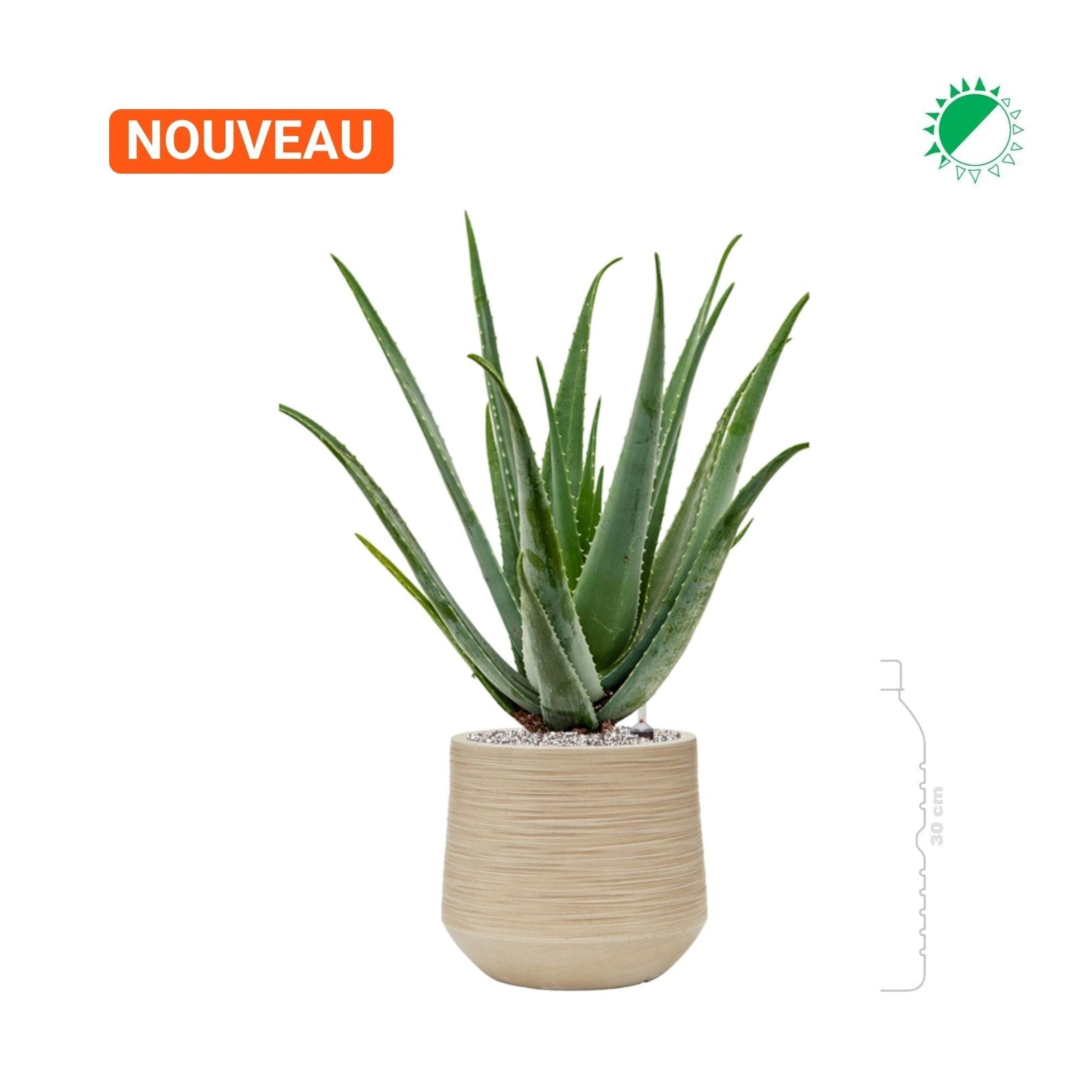 Aloe Vera Baq Dune26 PLANTES ET POTS DE BUREAUX 