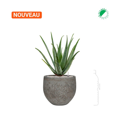Aloe Vera Cement Stone Mini Orb28 PLANTES ET POTS DE BUREAUX 