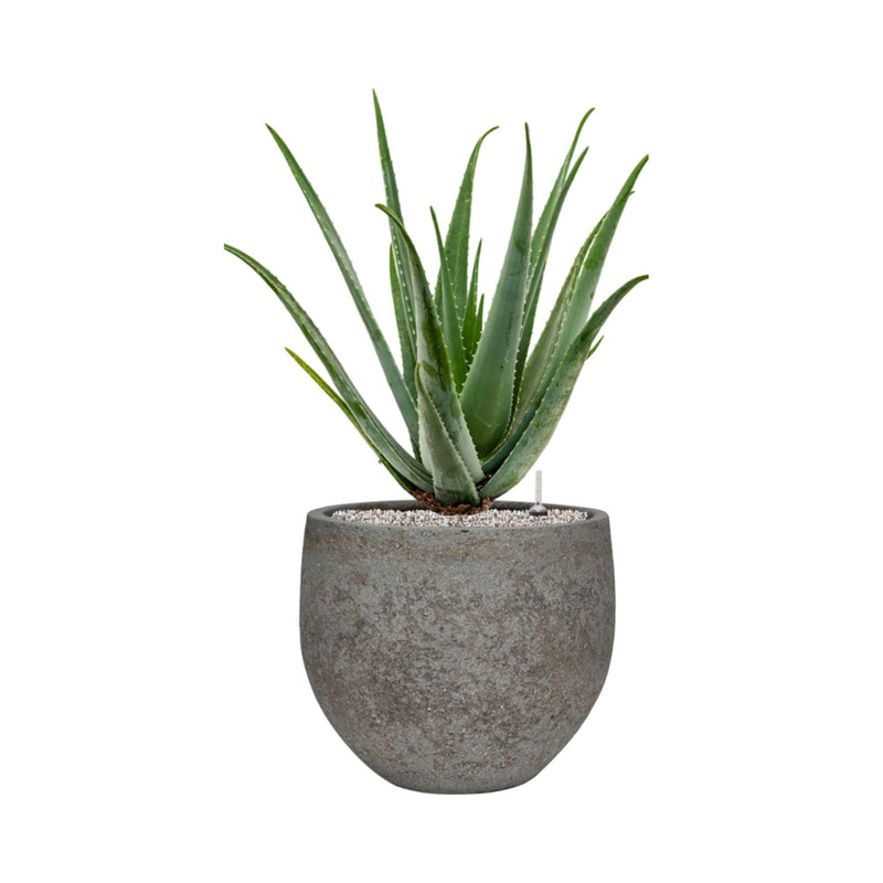 Aloe Vera Cement Stone Mini Orb28 PLANTES ET POTS DE BUREAUX Location/Entretien (HT/mois) Gris 