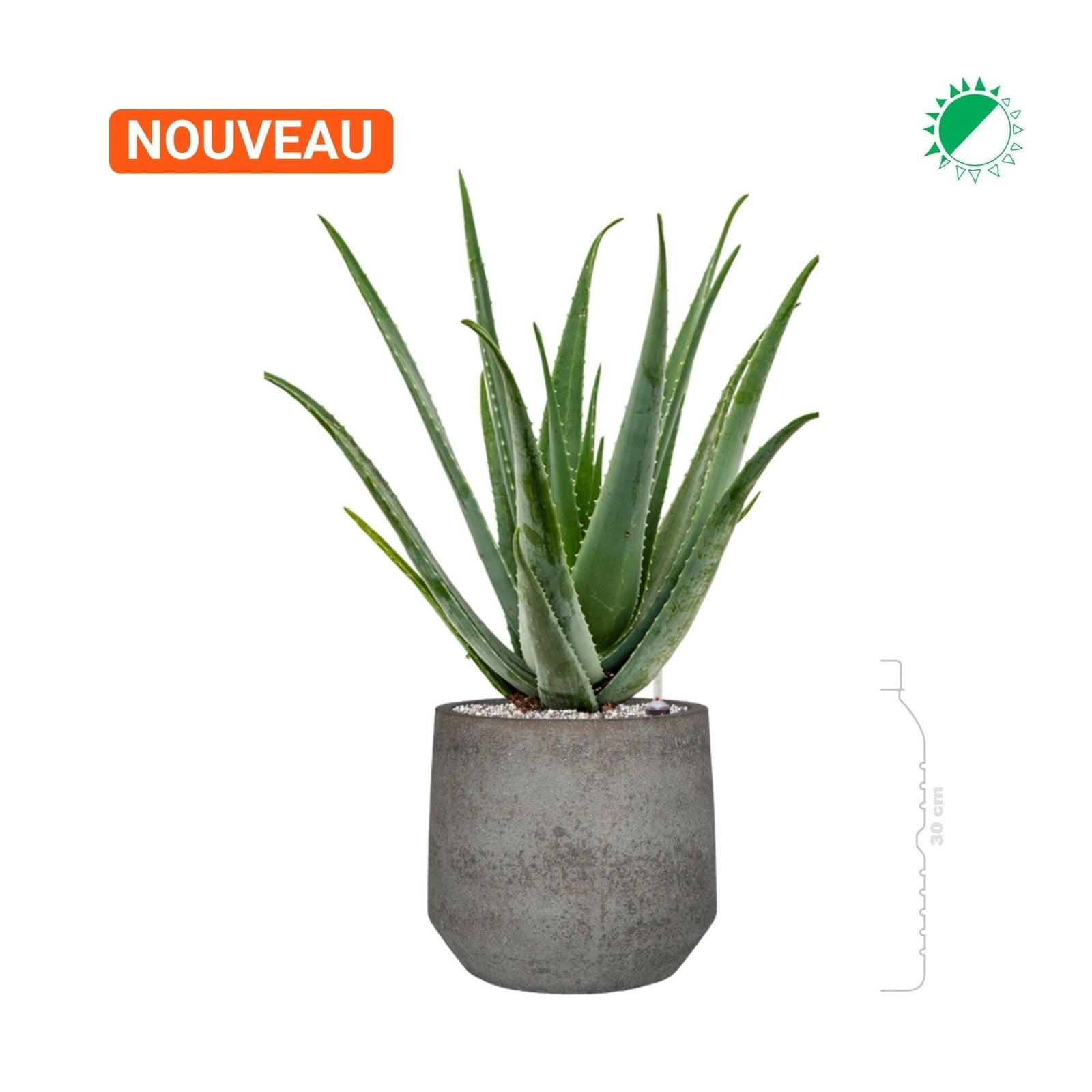 Aloe Vera Cement Stone28 PLANTES ET POTS DE BUREAUX 