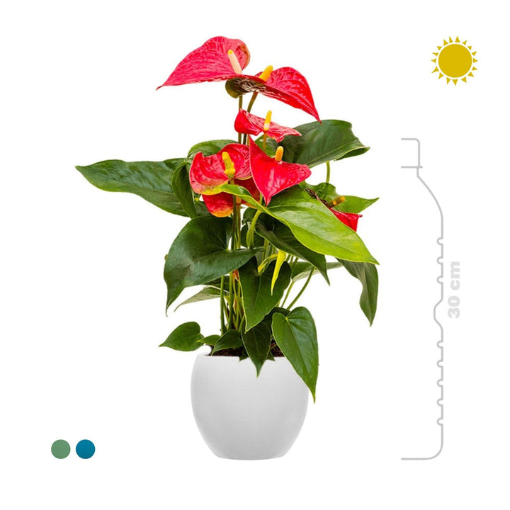 Anthurium Feliz15 PLANTES ET POTS DE BUREAUX 