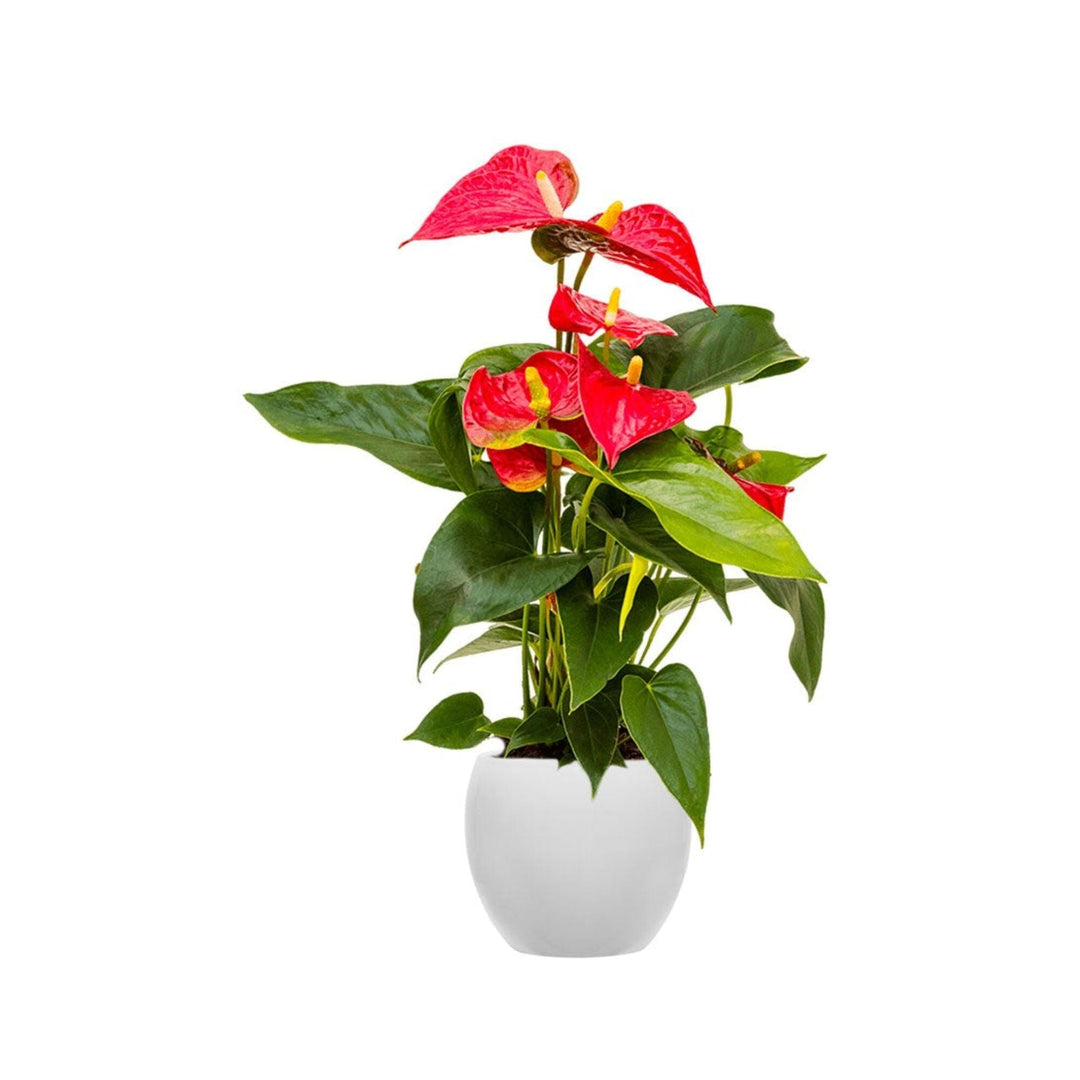 Anthurium Feliz15 PLANTES ET POTS DE BUREAUX Location/Entretien (HT/mois) Blanc 