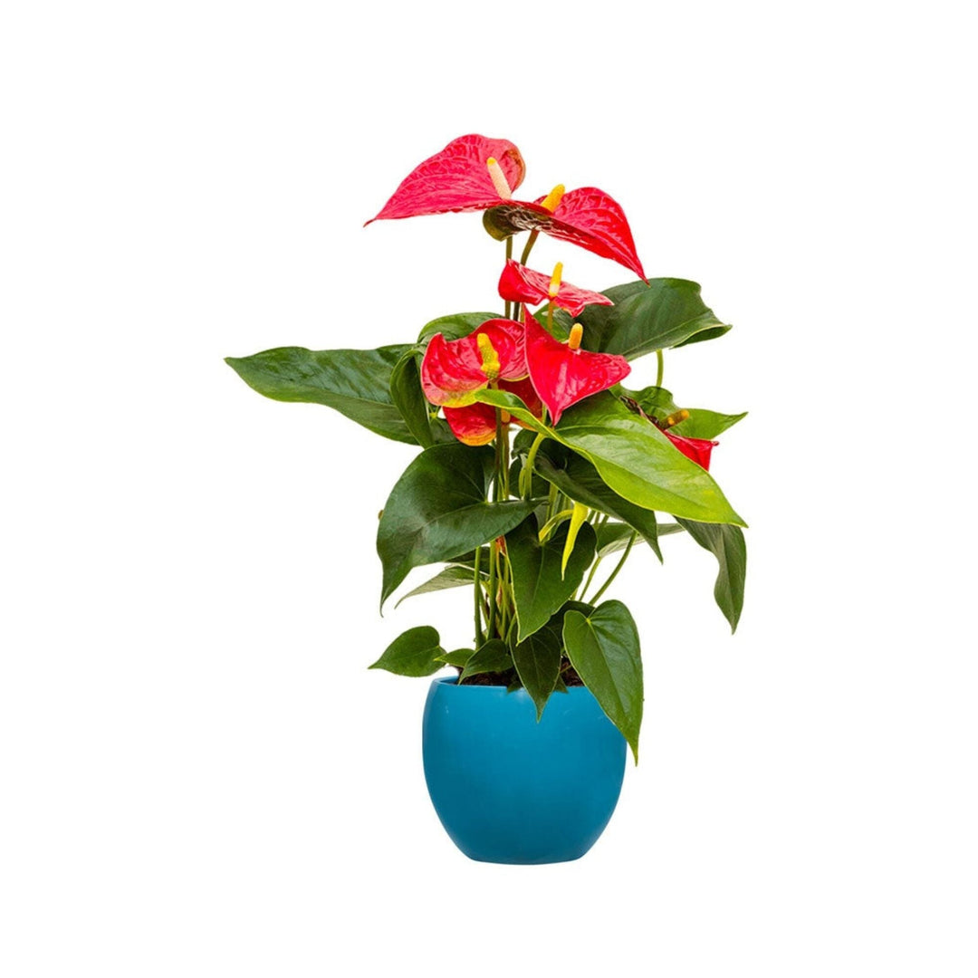 Anthurium Feliz15 PLANTES ET POTS DE BUREAUX Location/Entretien (HT/mois) Bleu 