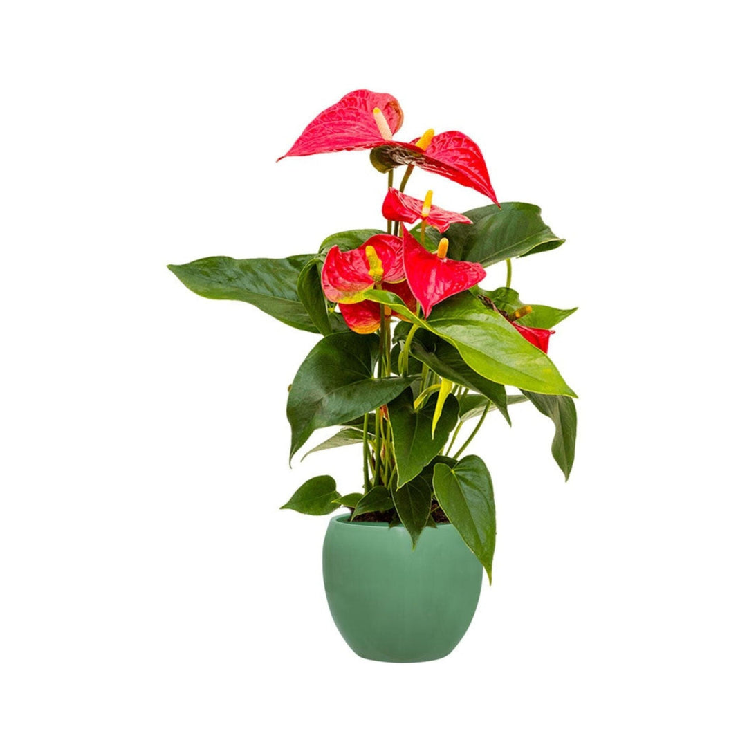 Anthurium Feliz15 PLANTES ET POTS DE BUREAUX Location/Entretien (HT/mois) Vert 