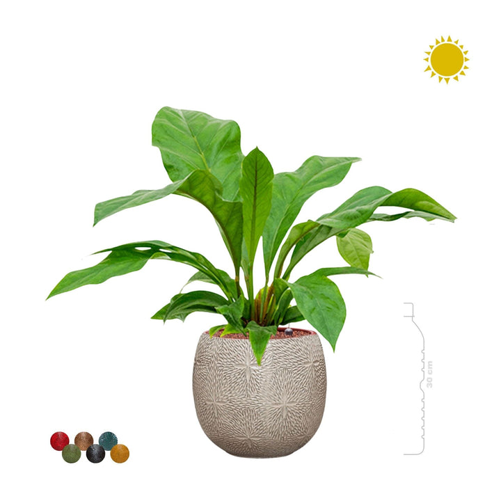 Anthurium Marly30 PLANTES ET POTS DE BUREAUX 