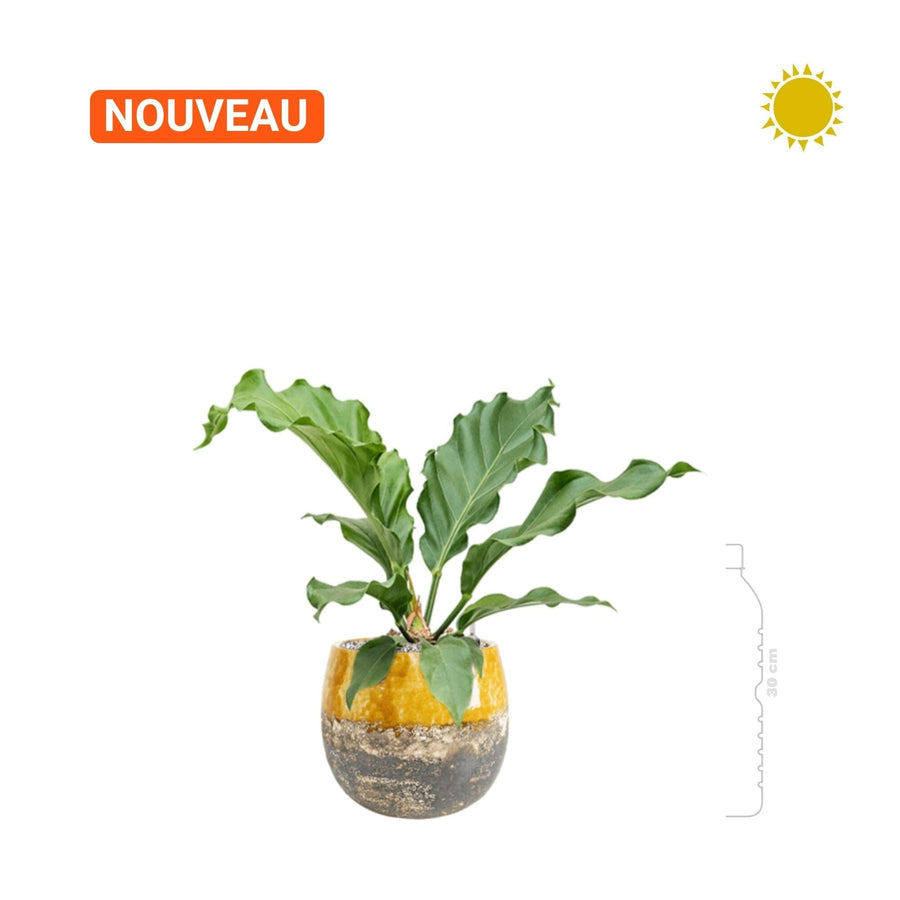 Anthurium plowmanii 'Storm' Lindy20 PLANTES ET POTS DE BUREAUX 