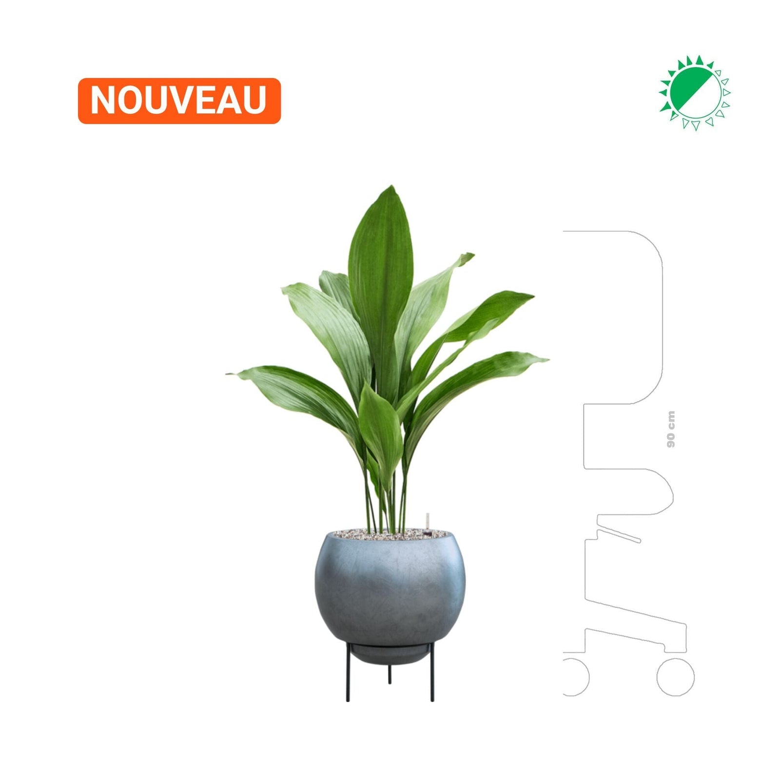 Aspidistra elatior Baq Metallic Silver leaf PLANTES ET POTS DE BUREAUX 
