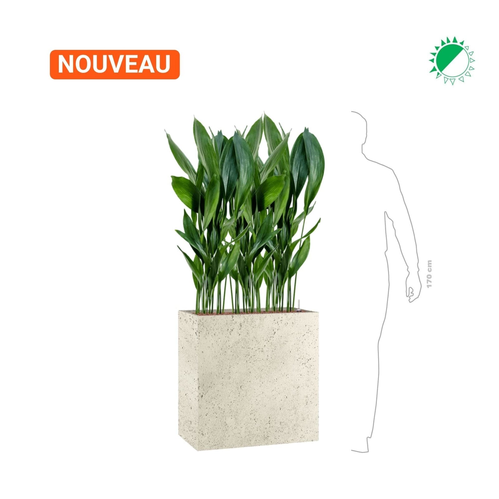 Aspidistra 'Eliator' Grigio68 PLANTES ET POTS DE BUREAUX 