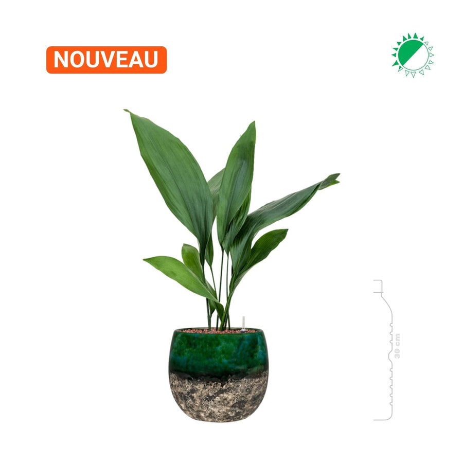 Aspidistra 'Eliator' Lindy20 PLANTES ET POTS DE BUREAUX 