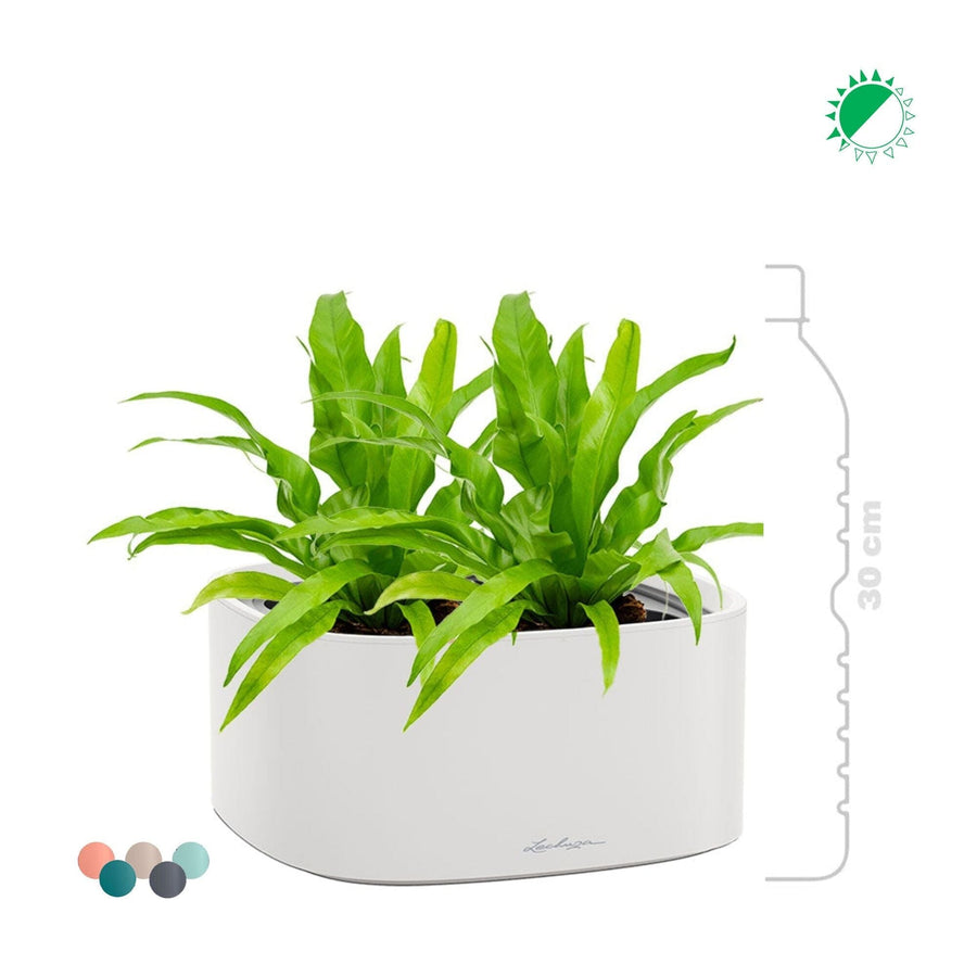 Asplenium Lechuza Pila PLANTES ET POTS DE BUREAUX 