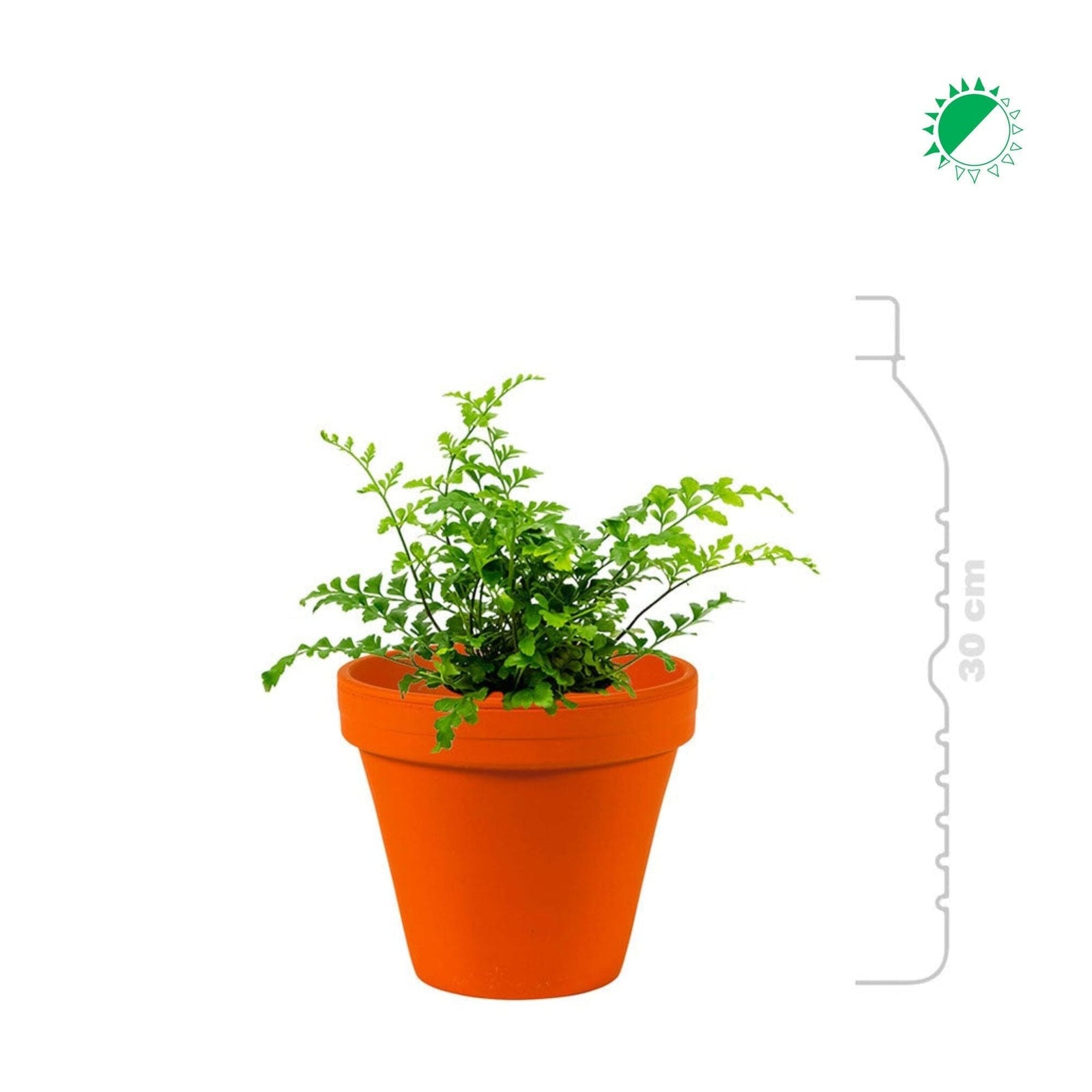 Asplenium Terra Cotta mini16 PLANTES ET POTS DE BUREAUX 