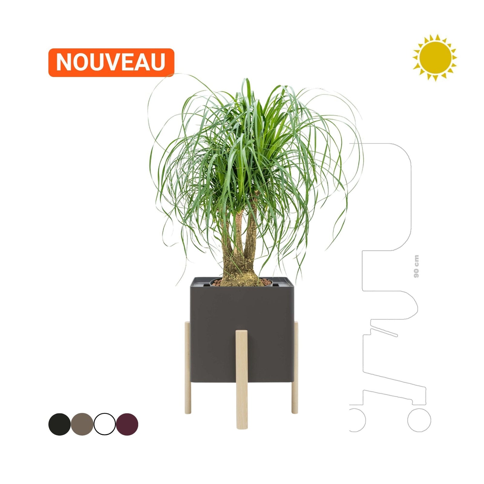 Beaucarnea Ashi Hobby Flower carré PLANTES ET POTS DE BUREAUX Location/Entretien (HT/mois) Noir 