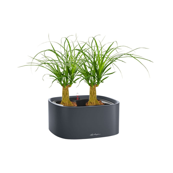 Beaucarnea Lechuza Pila PLANTES ET POTS DE BUREAUX Location/Entretien (HT/mois) Anthracite 