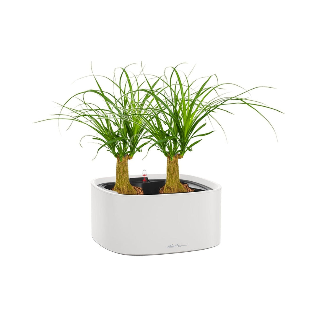 Beaucarnea Lechuza Pila PLANTES ET POTS DE BUREAUX Location/Entretien (HT/mois) Blanc 