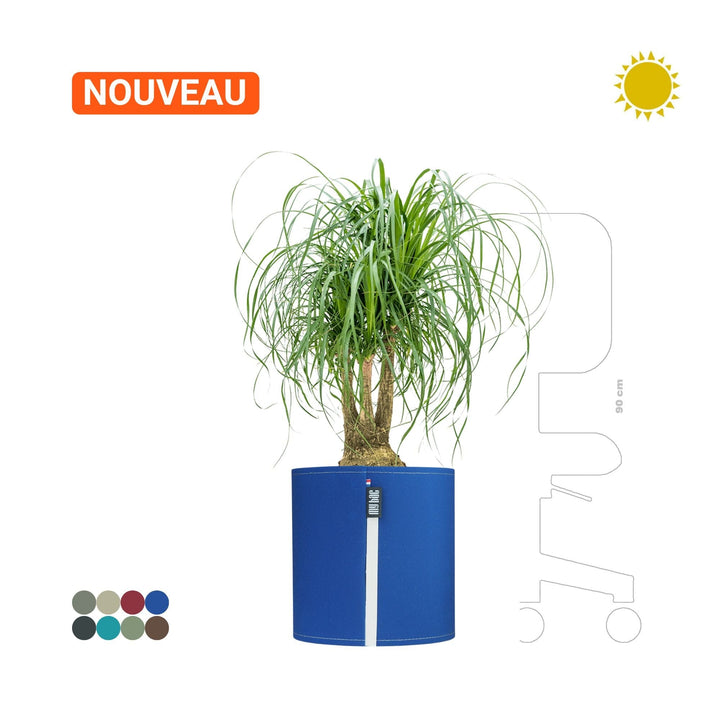 Beaucarnea MyBac 40 PLANTES ET POTS DE BUREAUX Location/Entretien (HT/mois) Bleu 