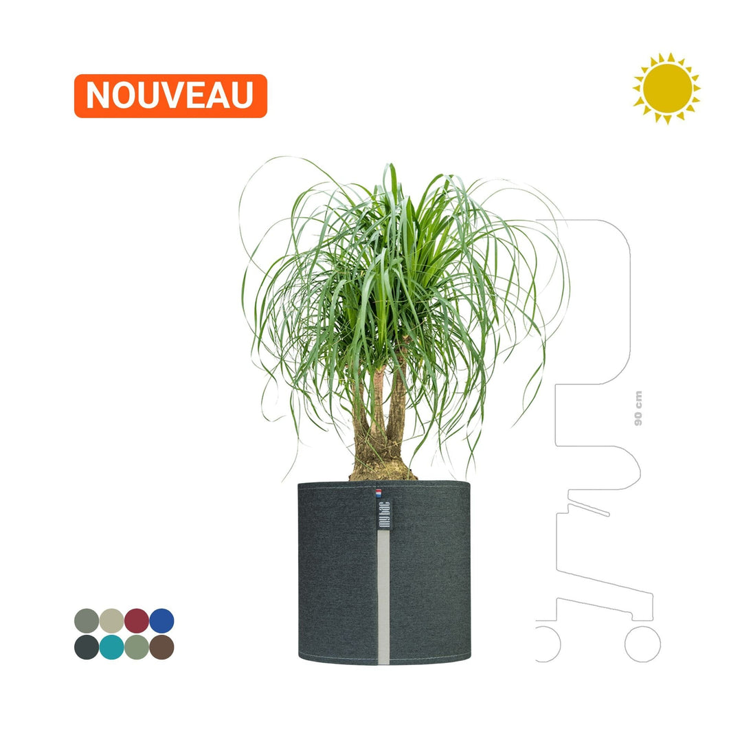 Beaucarnea MyBac 40 PLANTES ET POTS DE BUREAUX Location/Entretien (HT/mois) Graphite 