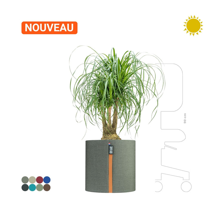 Beaucarnea MyBac 40 PLANTES ET POTS DE BUREAUX Location/Entretien (HT/mois) Gris 
