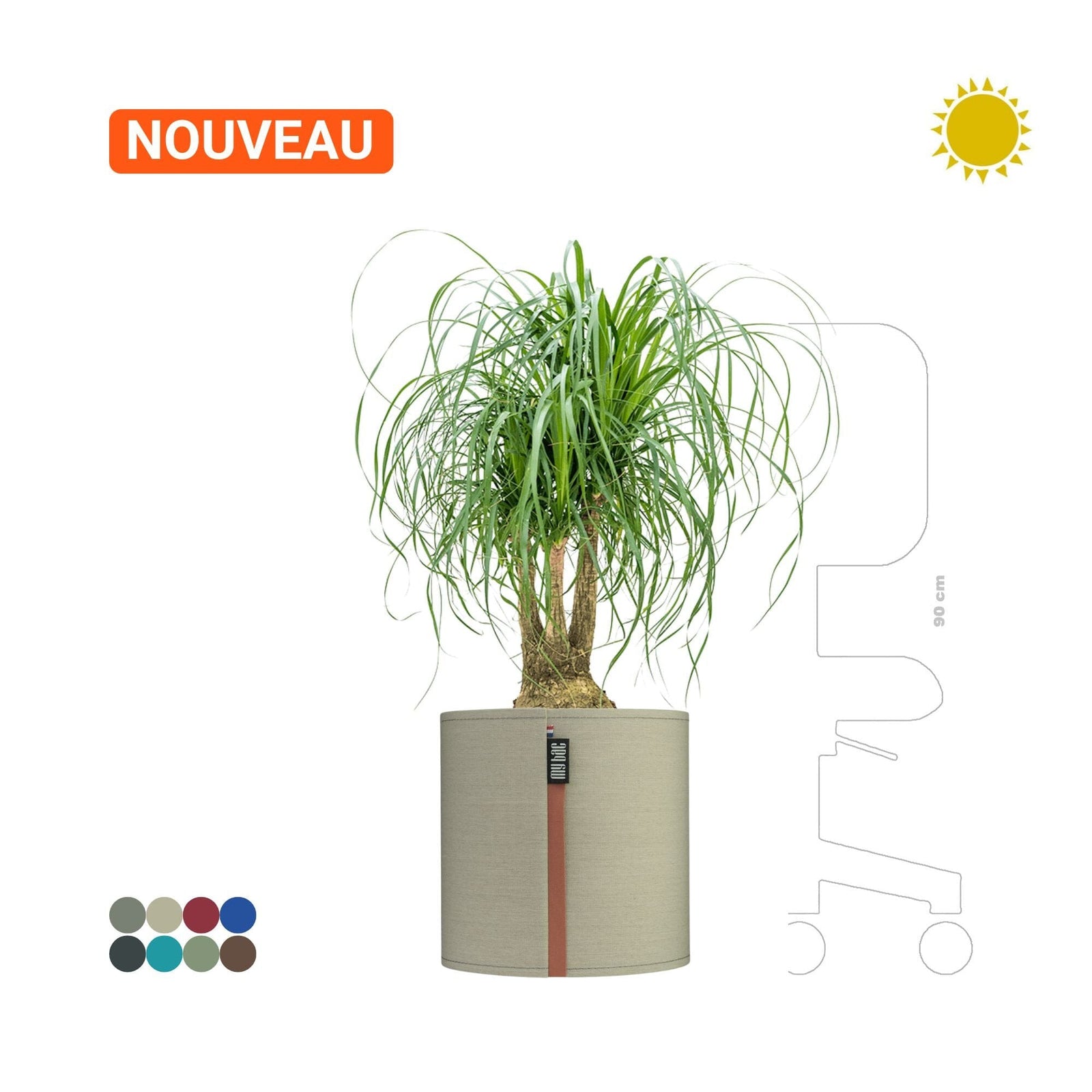 Beaucarnea MyBac 40 PLANTES ET POTS DE BUREAUX Location/Entretien (HT/mois) Vert 