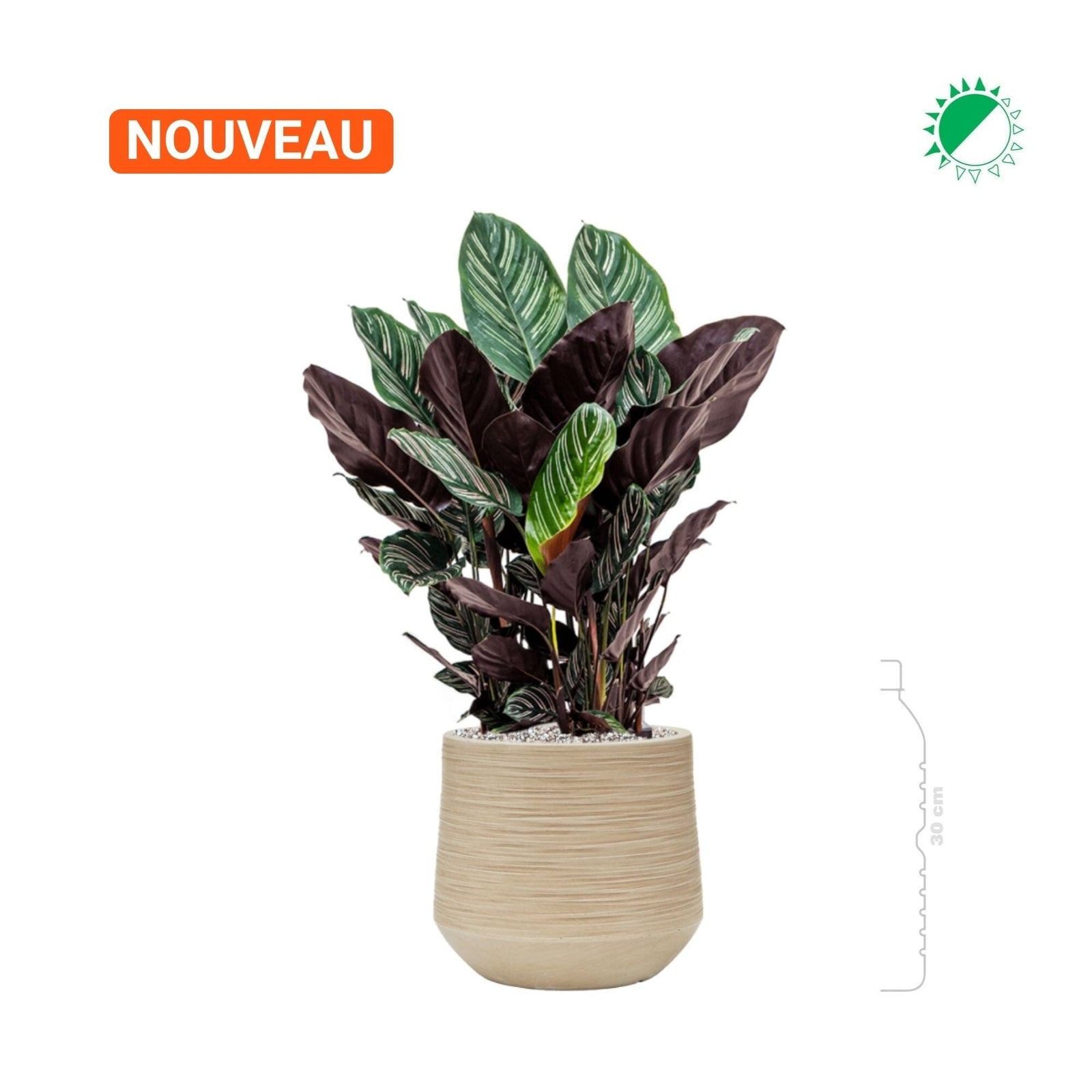 Calathea Baq Dune26 PLANTES ET POTS DE BUREAUX 