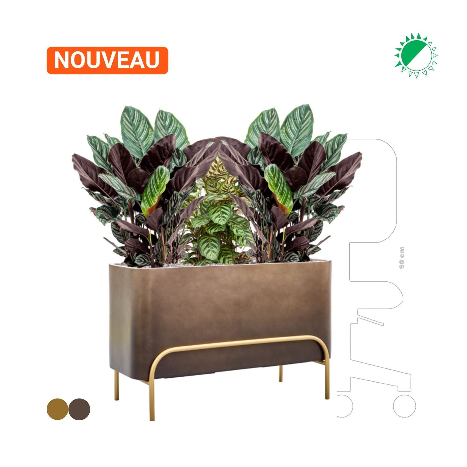 Calathea Baq Gradient Elevated Rectangle PLANTES ET POTS DE BUREAUX 