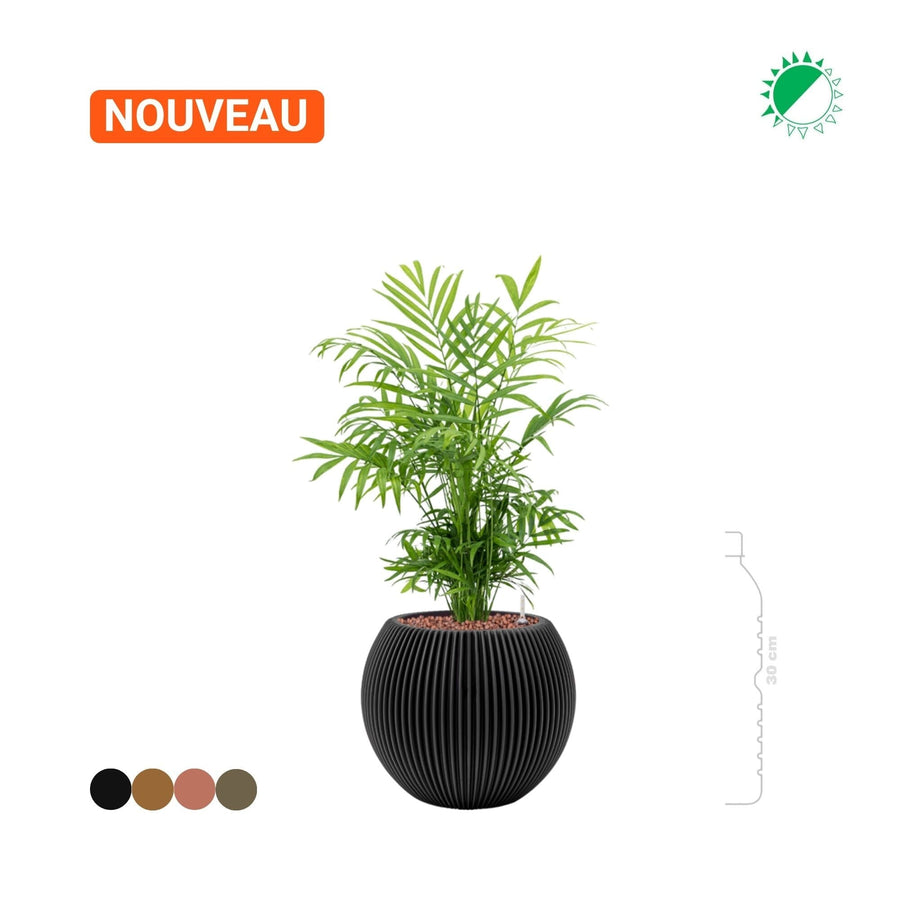 Chamaedorea Capi Nature groove special 22 PLANTES ET POTS DE BUREAUX 