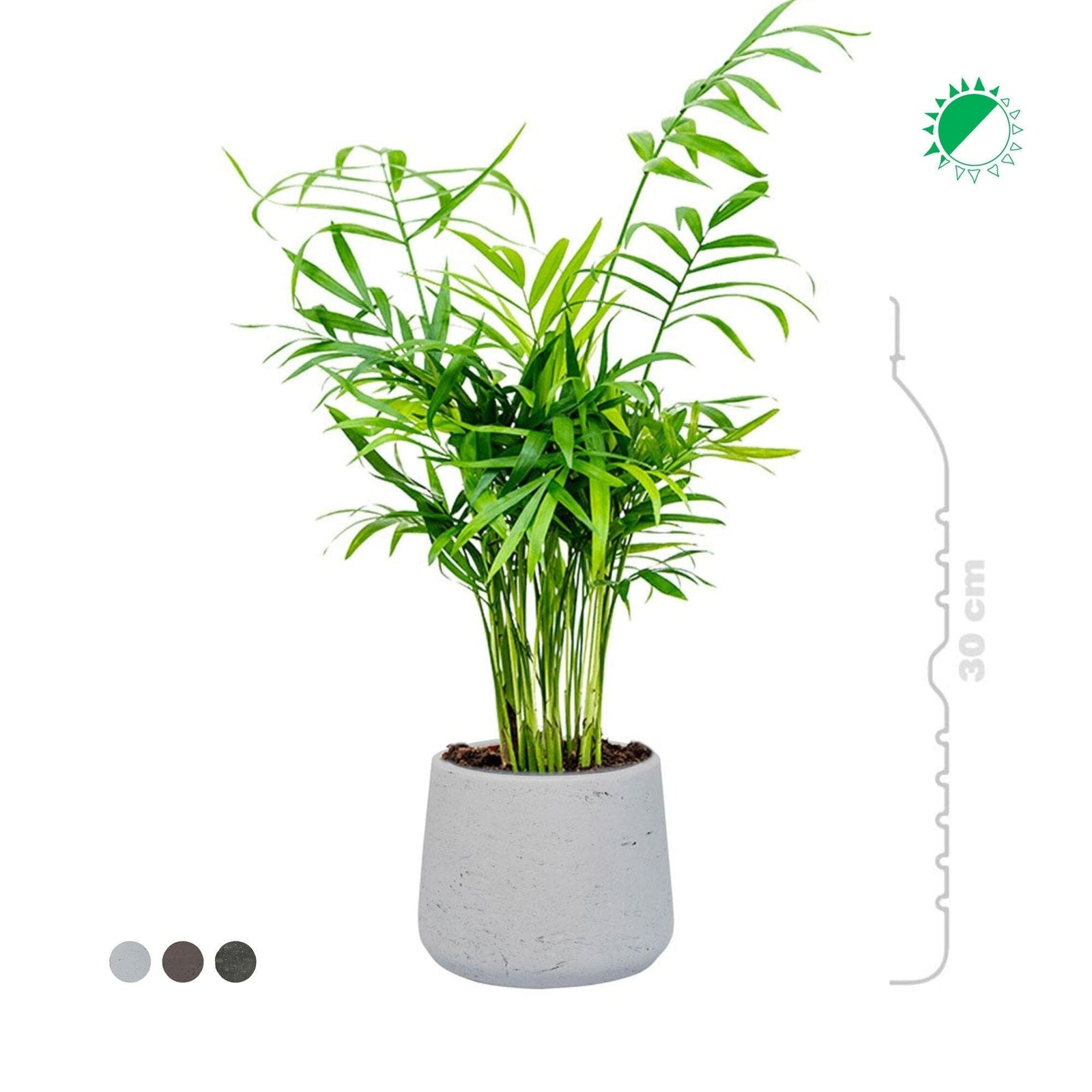 Chamaedorea elegans Rough patt S14 PLANTES ET POTS DE BUREAUX 