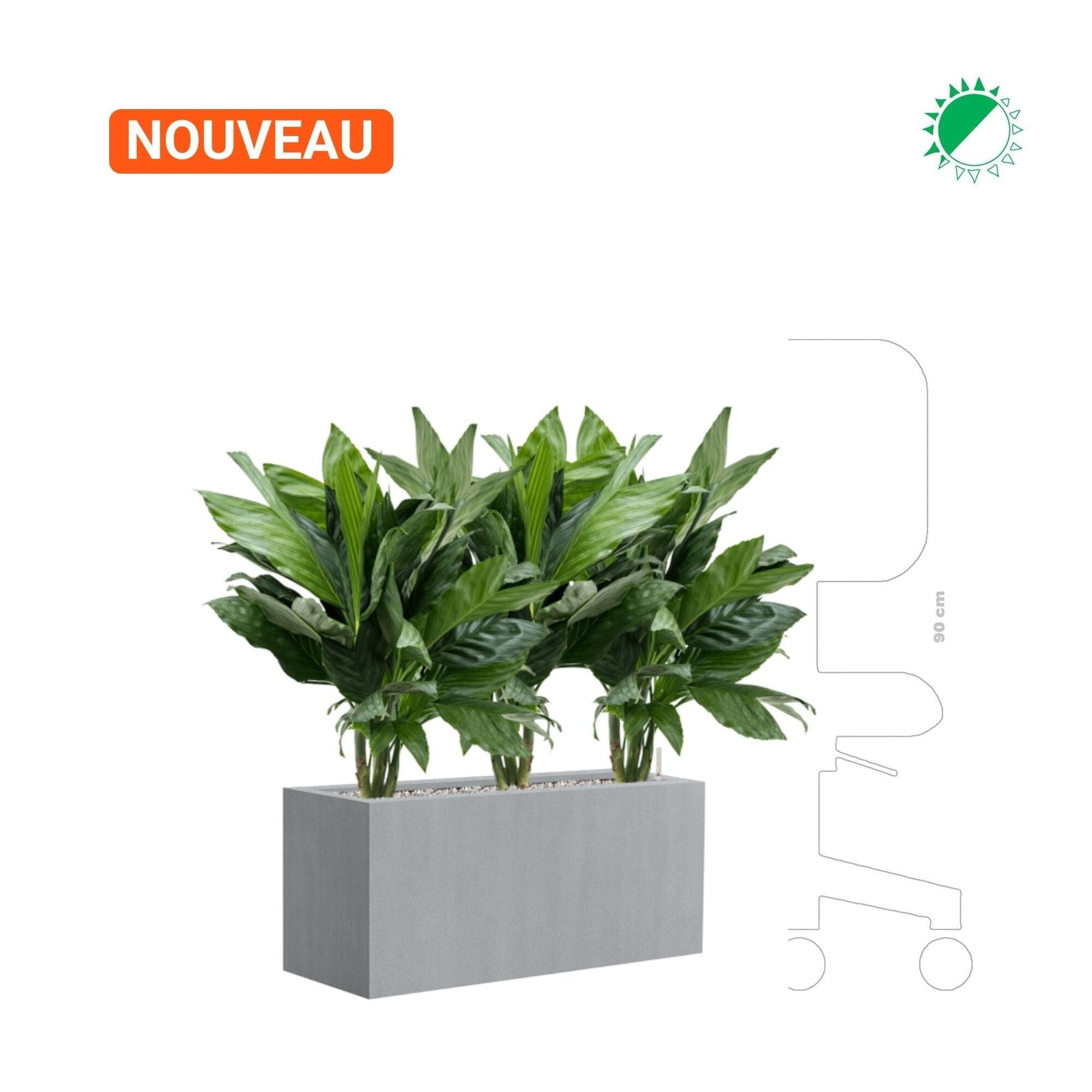 Chamaedorea metallica Argento30 PLANTES ET POTS DE BUREAUX 